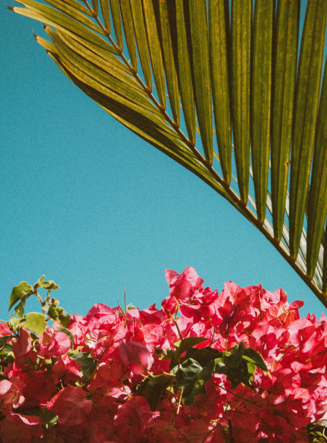 Fotografia de plantas em plano detalhado, com foco na geometria natural e design focado na sofisticação orgânica.