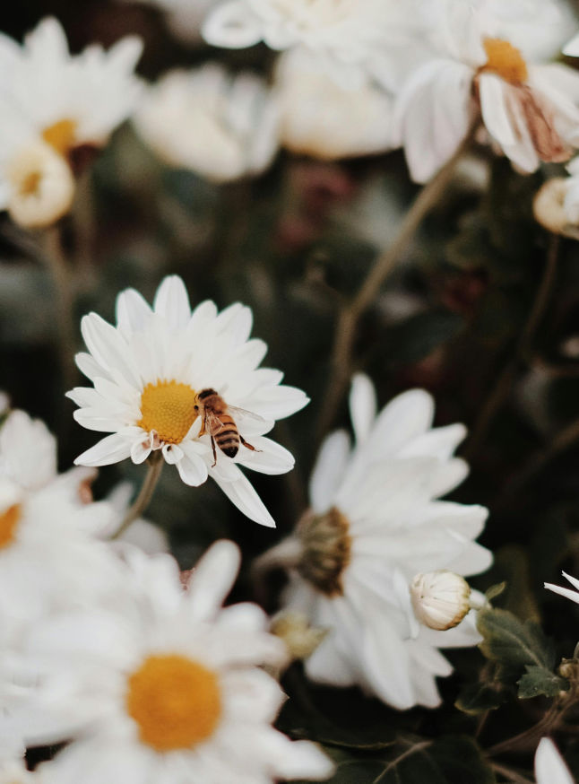 Bee collecting pollen from a flower, illustrating our focus on precision and meticulous execution for refined and essential results.