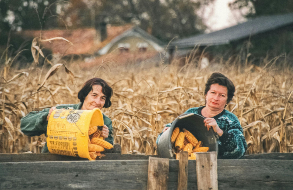 Two women harvesting corn in the field and loading it into a van. An image representing the work from sowing to harvest.