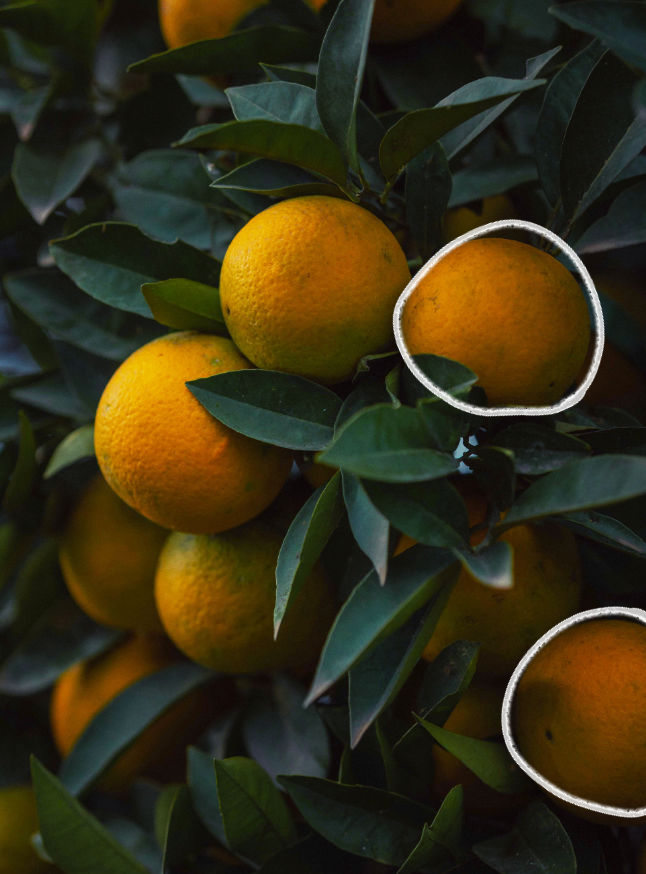 Oranges in an orchard, illustrating the project's maturation phase, from initial concept to the harvest of success through creative strategy.